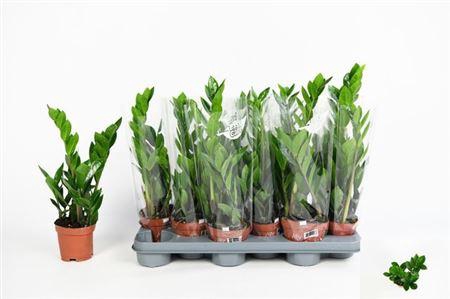<h4>Zamio Zamiifolia 2-3</h4>