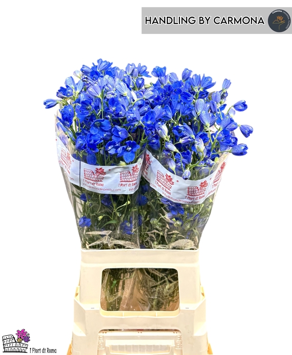<h4>DELPH EN FASHION BLU</h4>