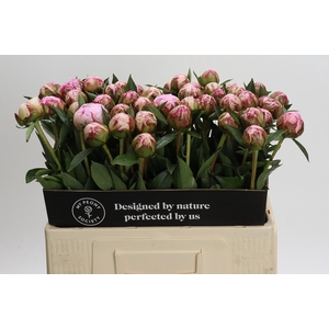 Paeonia Sarah Bernhardt