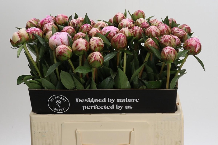 <h4>Paeonia Sarah Bernhardt</h4>