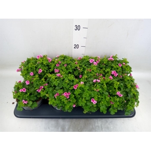 Pelargonium gran.   ..