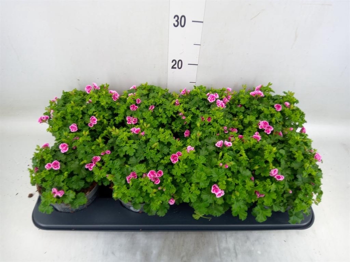 <h4>Pelargonium gran.   ..</h4>