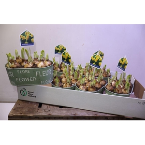 arr8 Arr N Tete A Tete In Zinken Bakje