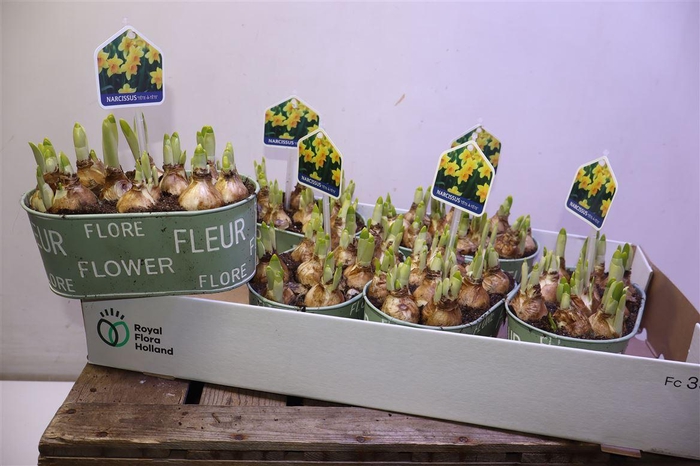 <h4>arr8 Arr N Tete A Tete In Zinken Bakje</h4>