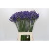 Agapanthus EYFORI Blue