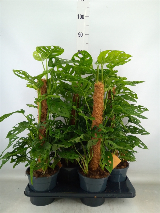 <h4>Monstera obliqua 'Monkey Mask'</h4>