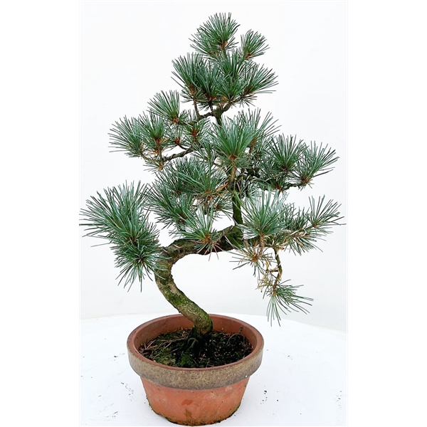 <h4>pinus pentaphylla parviflora</h4>