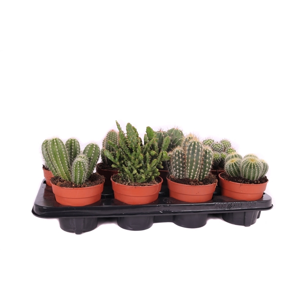 Cactus mix 12 cm