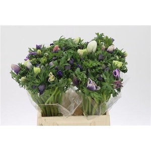 Anemone Co Galil Pastel Extra