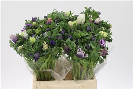 <h4>Anem Co Galil Pastel Extra</h4>