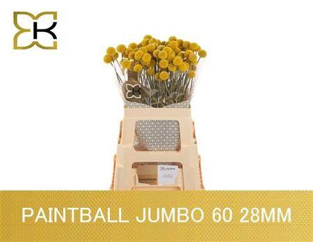 <h4>Craspedia Paintball Jumbo 60cm</h4>