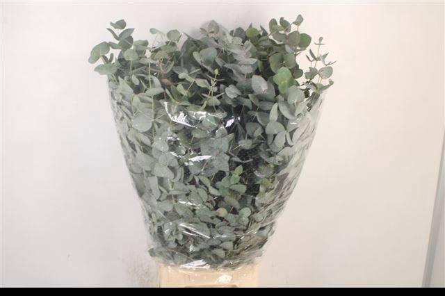 <h4>EUC CINEREA PER BOS</h4>