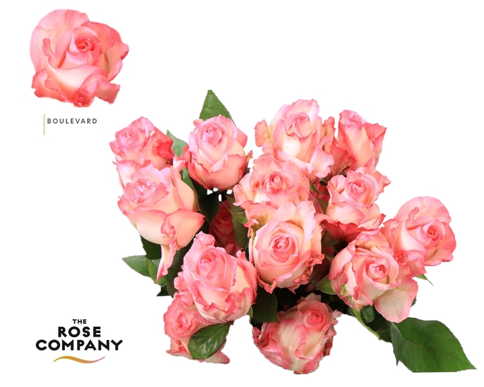 <h4>Rosa Ec Boulevard</h4>