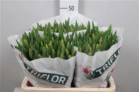 <h4>Tu En Orange Juice</h4>