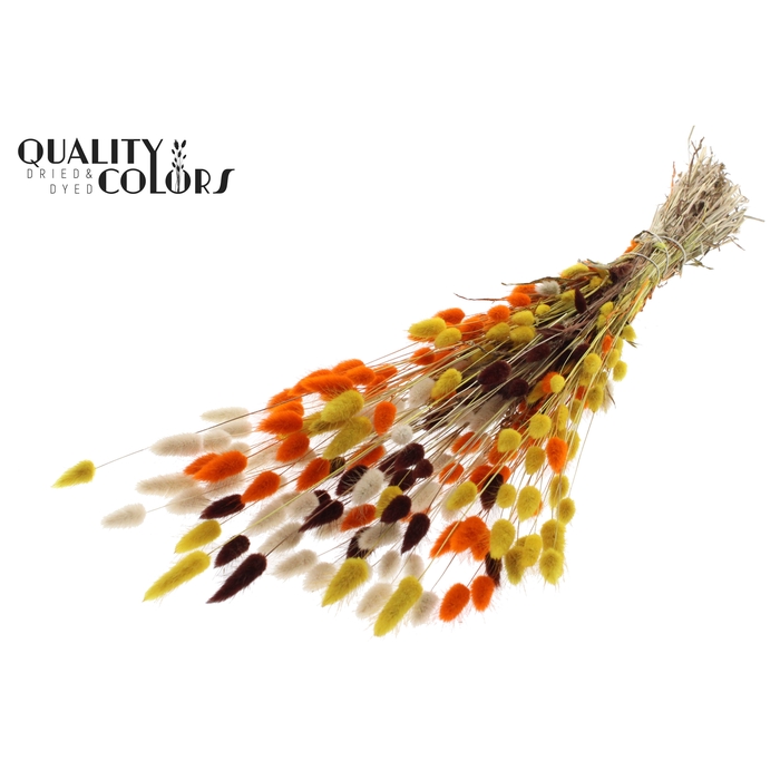 <h4>Lagurus per bunch Colourful 3</h4>