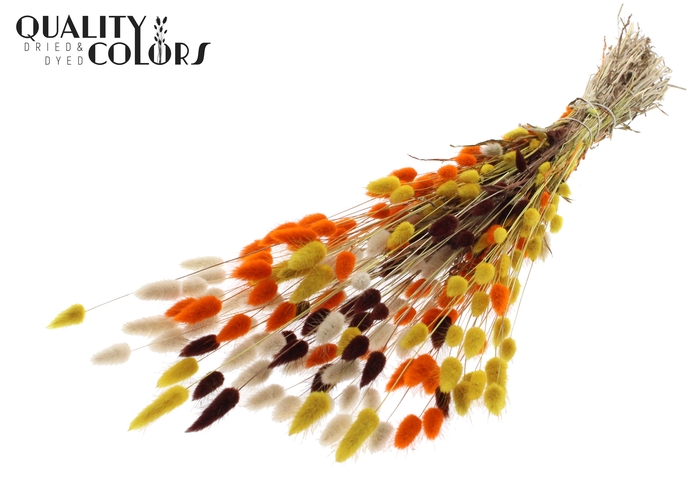 Lagurus per bunch Colourful 3