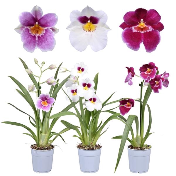<h4>Miltonia overig</h4>