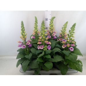 Digitalis   ...