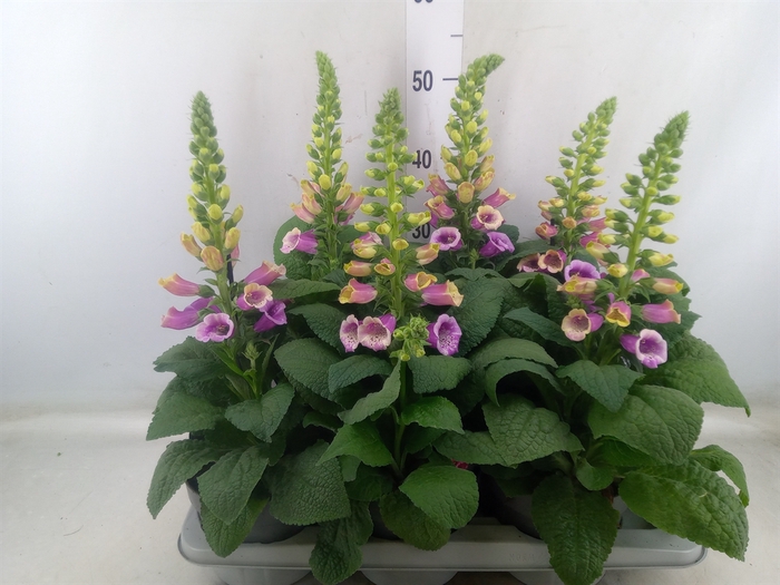 <h4>Digitalis   ...</h4>
