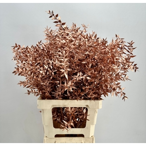 Dried Ruscus Aculeatus Copper