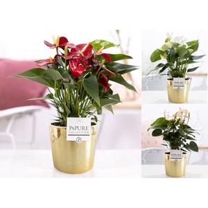 Anthurium mix in P&PURE Laryssa ceramics shiny gold