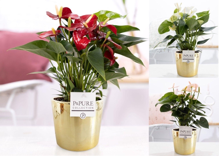 <h4>Anthurium mix in P&PURE Laryssa ceramics shiny gold</h4>