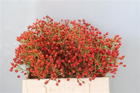 <h4>Rozenbottel Prinsberry Fire Rosa Pr</h4>