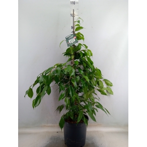 Ficus benja. 'Exotica'