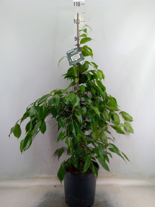 <h4>Ficus benja. 'Exotica'</h4>