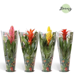 Bromelia   ...mix
