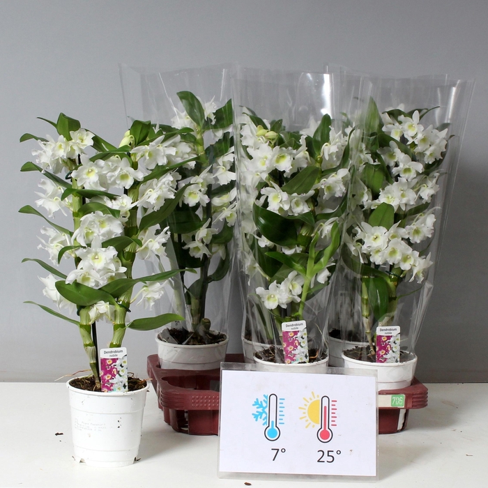 <h4>DENDR N SC APOLLON</h4>