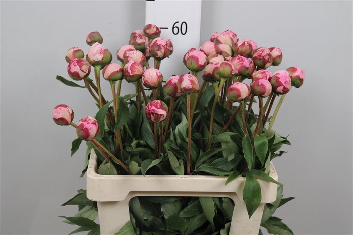 <h4>Paeo L Sara Bernhard</h4>