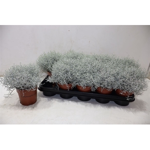 Leucoph Brownii