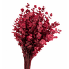 Euc. Cinerea Preserved Cerise
