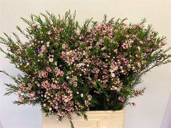 <h4>CHAME UN WENDY ROSE</h4>