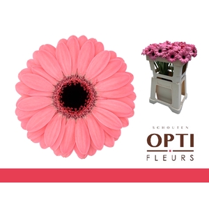 Germini Germini Jolie Water