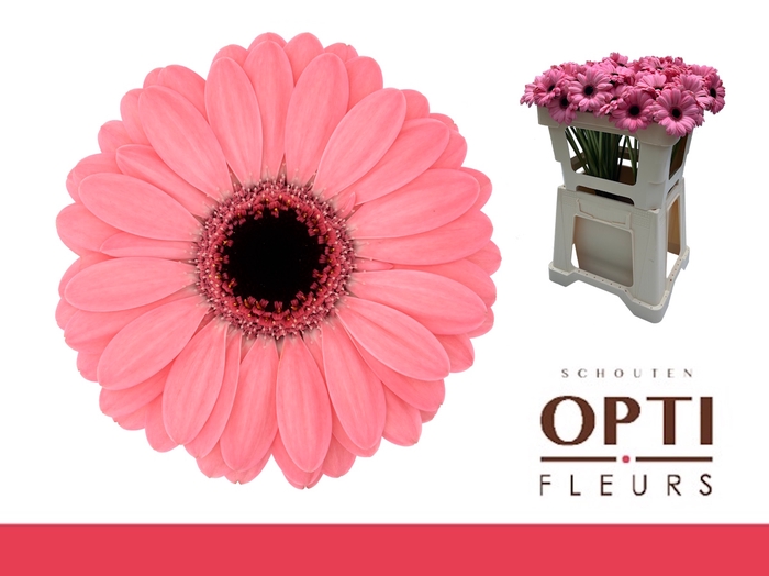 <h4>Germini Germini Jolie Water</h4>