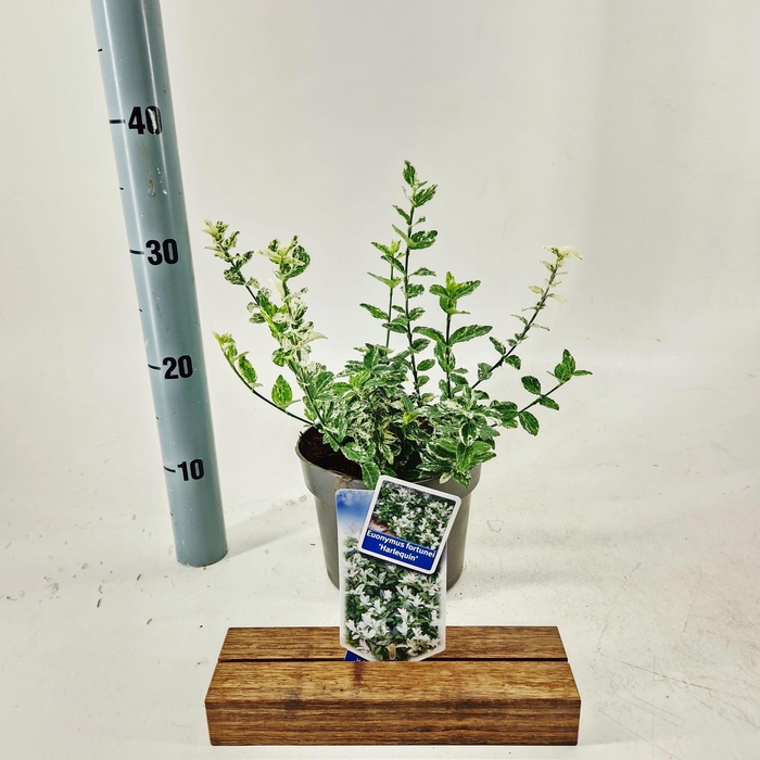 <h4>Euonymus fort. 'Harlequin'</h4>
