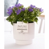 Campanula 'Napoli' Pure Ivy Ceramics