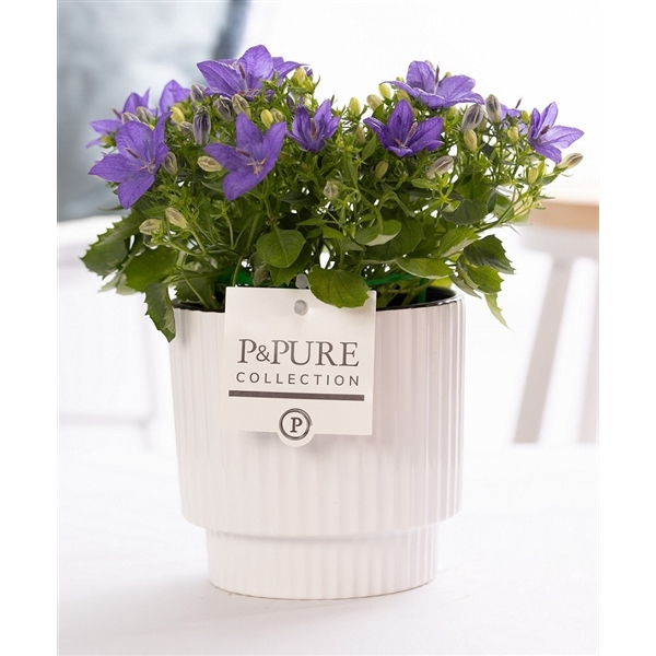 <h4>Campanula 'Napoli' Pure Ivy Ceramics</h4>