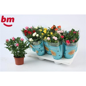 Rosa Beau Monde gemengd 10,5 cm met 1 rood in de tray