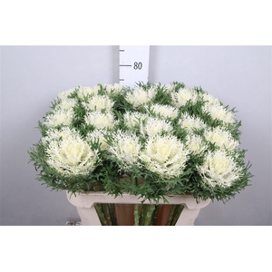 Brass Crane Fea Snow