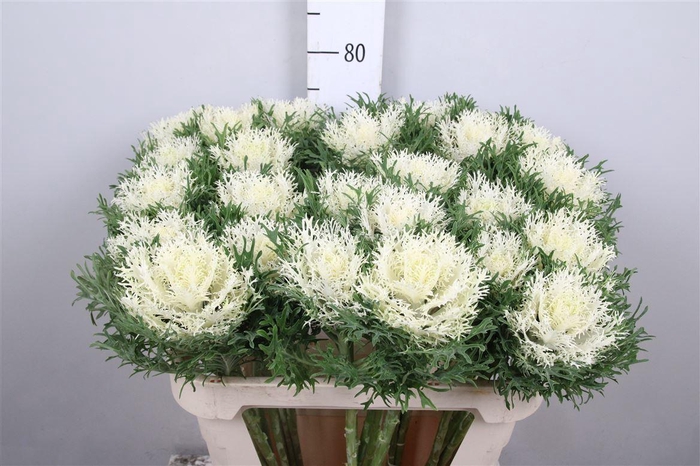 <h4>Brass Crane Fea Snow</h4>