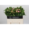 Paeonia Soft Salmon Saucer