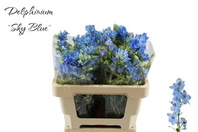 <h4>DELPH EN M SKY BLUE</h4>
