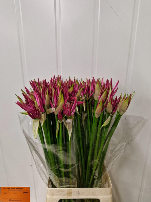 <h4>NE BO FAVOURITE</h4>