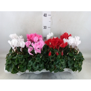 Cyclamen MD 'Allure'