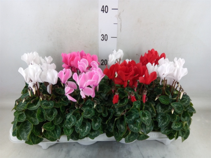 <h4>Cyclamen MD 'Allure'</h4>
