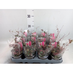 Ceropegia woodii ssp. woodii