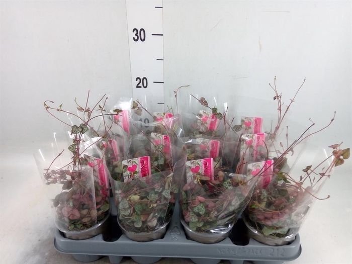 <h4>Ceropegia woodii ssp. woodii</h4>